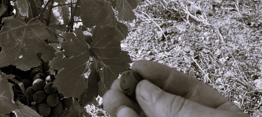 Domaine Matassa